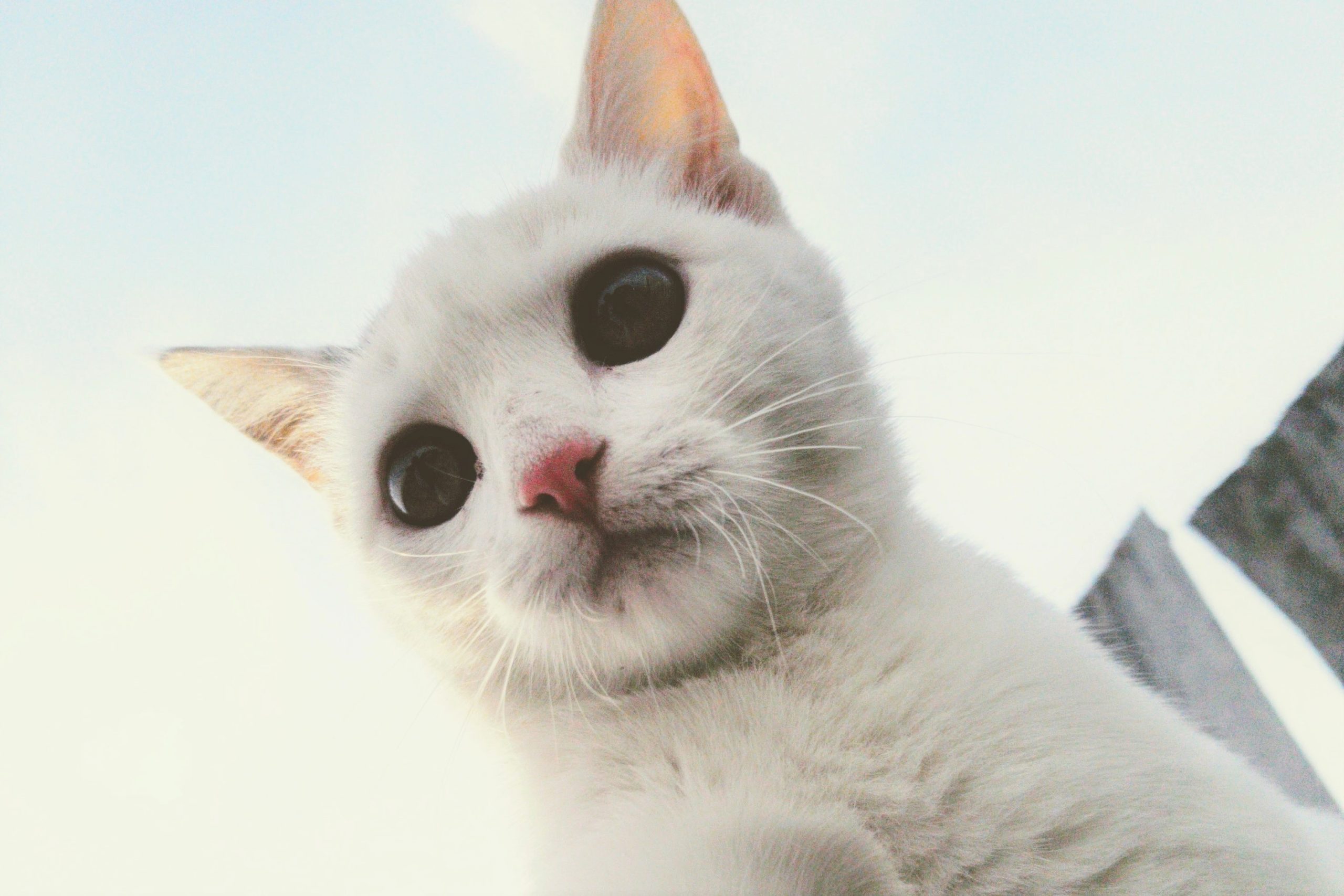 猫の柄で性格がわかる 白猫編 猫の殺処分ゼロへ 猫グッズ 猫雑貨販売の And 購入の一部を寄付しています